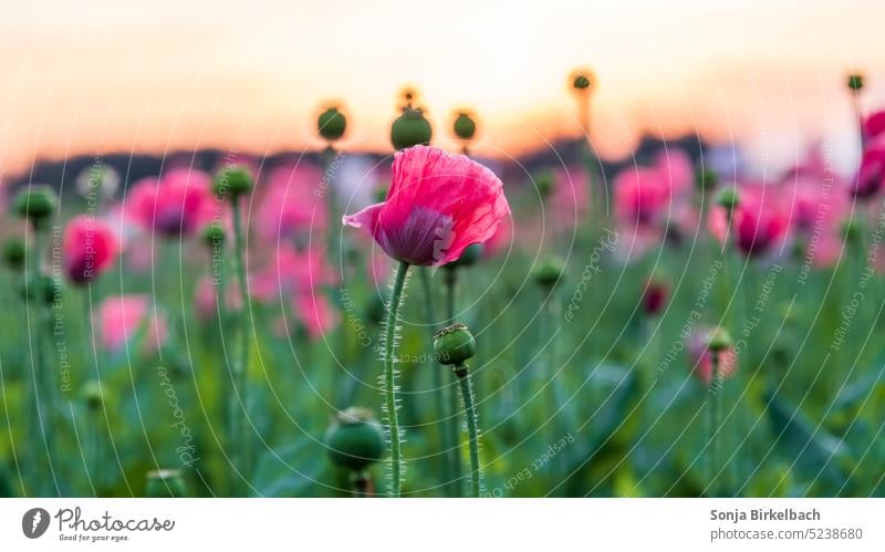 red in the morning Poppy Culture poppy crop Waldviertel gray poppy pink Blossom dawn morning sun Sunrise Landscape Poppy village Armschlag Poppy field Austria