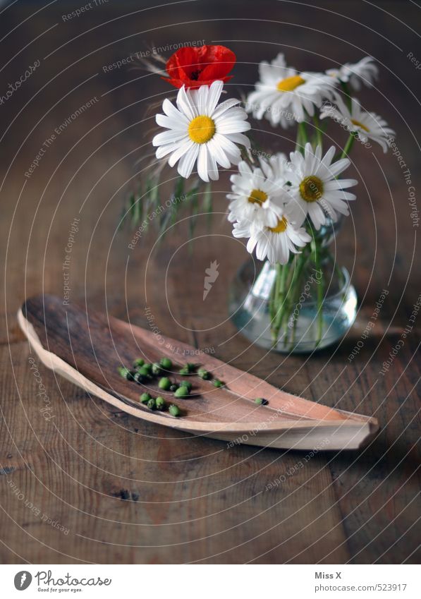 poppy seed Decoration Table Flower Blossom Blossoming Fragrance Faded To dry up Seed Poppy blossom Poppy capsule Bowl Bouquet Flower vase Marguerite