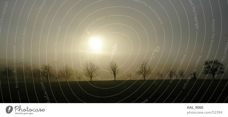 fog banks Tree Fog Cold Black White Ochre Brown Winter Autumn Panorama (View) Wide angle Sun Sky Landscape Branch Graffiti Floor covering Large