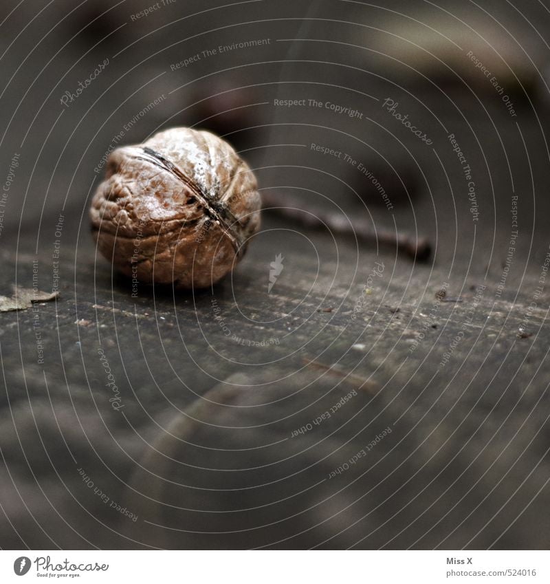 walnut Food Nutrition Vegetarian diet Dark Healthy Delicious Healthy Eating Walnut Nutshell Walnut kernel Wood Still Life Colour photo Subdued colour Close-up