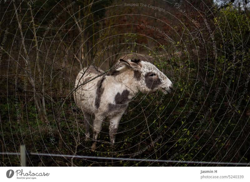 Donkey eating Animal Exterior shot Colour photo Nature Animal portrait Deserted Day Curiosity Cute Observe White Speckled bush branches Branches and twigs