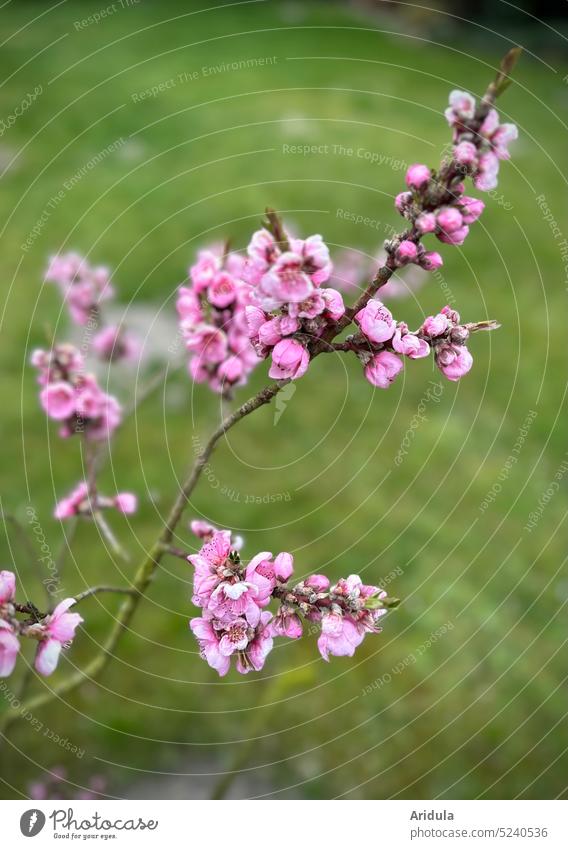 Flowering peach tree Peach Peach tree Blossom Peach Blossom Pink Spring Lawn Meadow Grass Green twigs blossoms buds