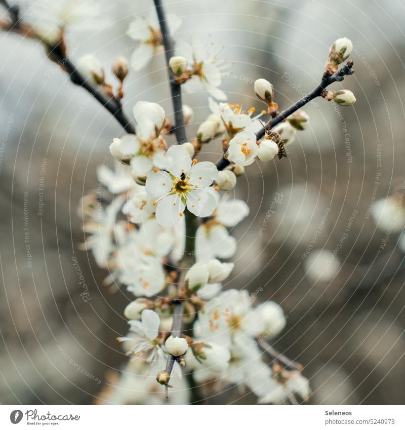 spring Spring blossom Blossom Nature Flower Plant Garden Blossoming blossoms naturally Exterior shot Close-up Deserted Detail Shallow depth of field