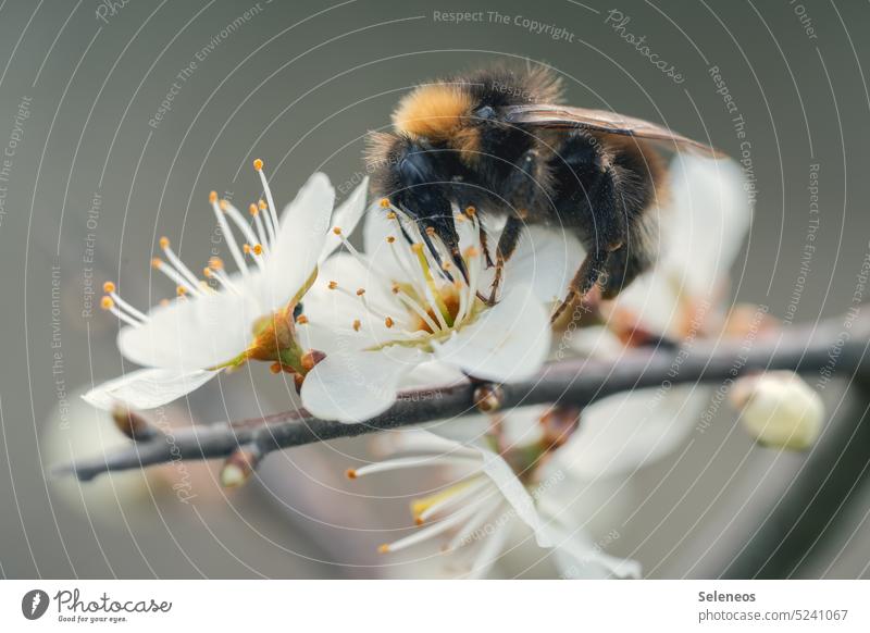 Bumble Bee Bumble bee Insect Blossom Spring Flower Nature Animal Plant Close-up Macro (Extreme close-up) Garden Colour photo Exterior shot Summer