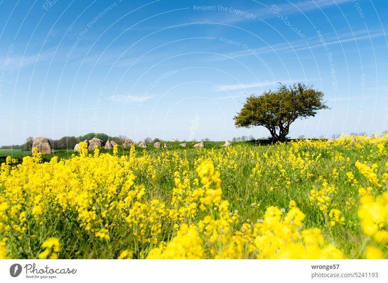 Rape blossom at the megalithic tomb Nobbin Canola Canola field Oilseed rape flower Grave site Megalithic site Stone tomb Boulders Nobbin megalithic tomb