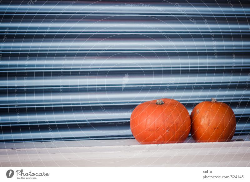 Plump Food Vegetable Fruit Pumpkin Nutrition Eating Organic produce Vegetarian diet Shopping Hallowe'en Together Festive Shutter Closed Windowsill End