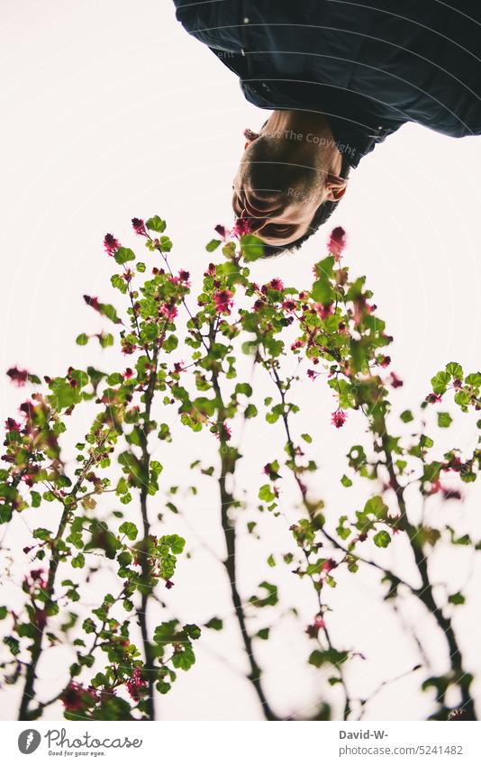 Man sniffing a flower in springtime Spring Blossom fragrances Fragrance Plant Flower Nose To enjoy Flowering currant blossom Blossoming Garden Nature