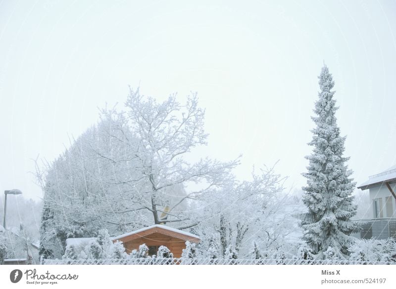 winter's day Flat (apartment) House (Residential Structure) Garden Sky Cloudless sky Winter Weather Ice Frost Snow Snowfall Tree Bushes Cold White Winter's day