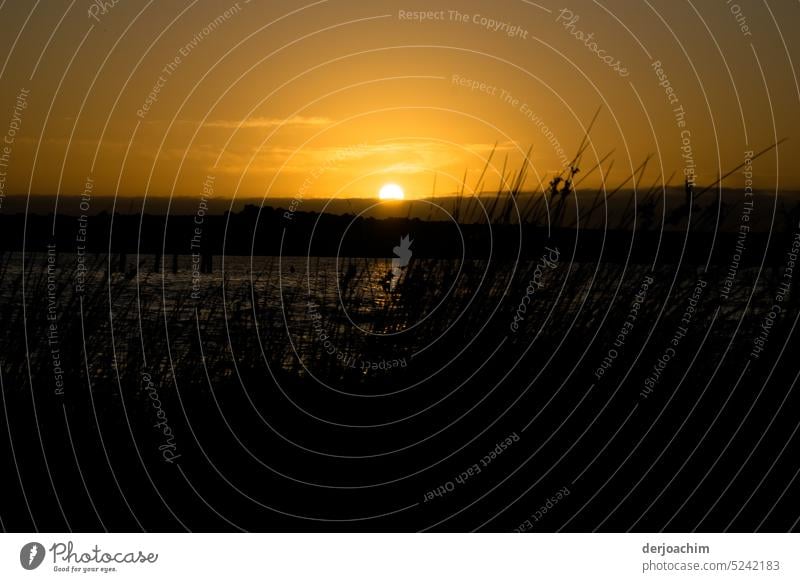 The last rays of the evening sun hit the grasses in the shore light. Sunset sea Ocean Water Horizon Sky Beach Clouds Twilight Nature coast Evening Landscape