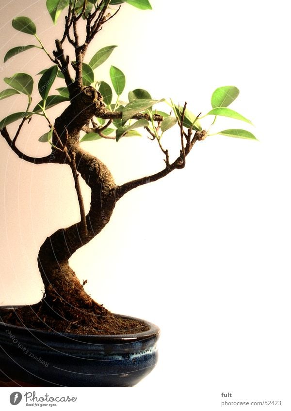 bonsai tree Bonsar Tree Adornment Plant Calm Leaf Art bonsaibaun Earth Tree trunk Small Nature