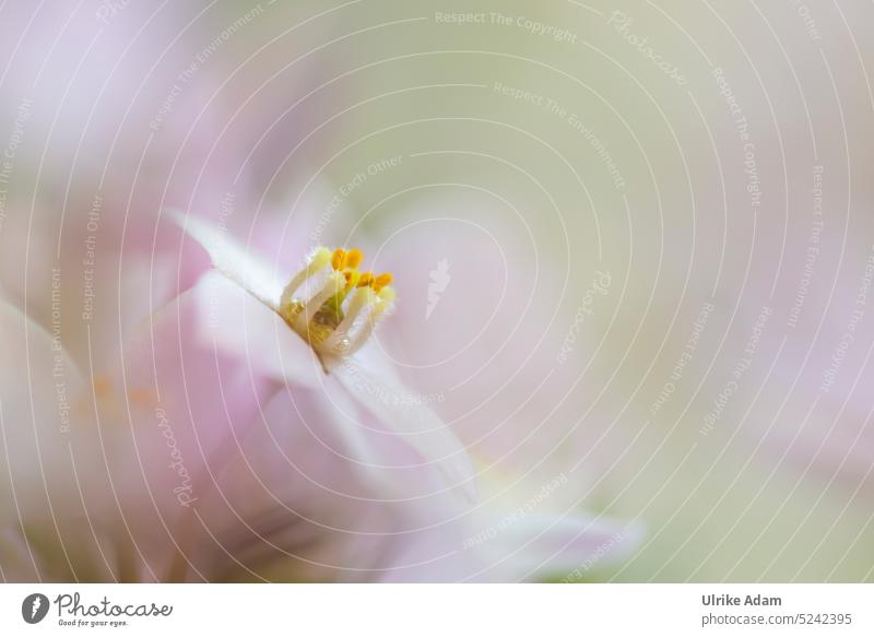 A delicate little flower | waxflower ( Chamelaucium uncinatum ) floral Delicate blurriness Blossoming Shallow depth of field Macro (Extreme close-up) naturally