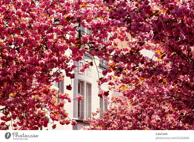 Spring outside the window - cherry blossoms in full splendor Cherry blossom Pink Blossom Blossoming Spring fever Beautiful weather Cherry tree Hanami