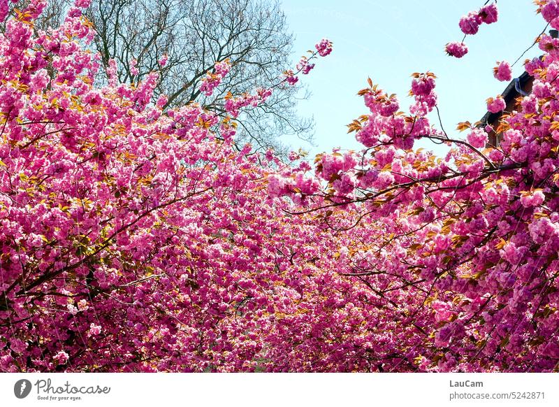 Cherry blossoms everywhere cherry blossom Spring Pink Blossoming cherry blossom time Cherry Blossom Festival Spring fever Hanami Spring day Cherry tree Nature