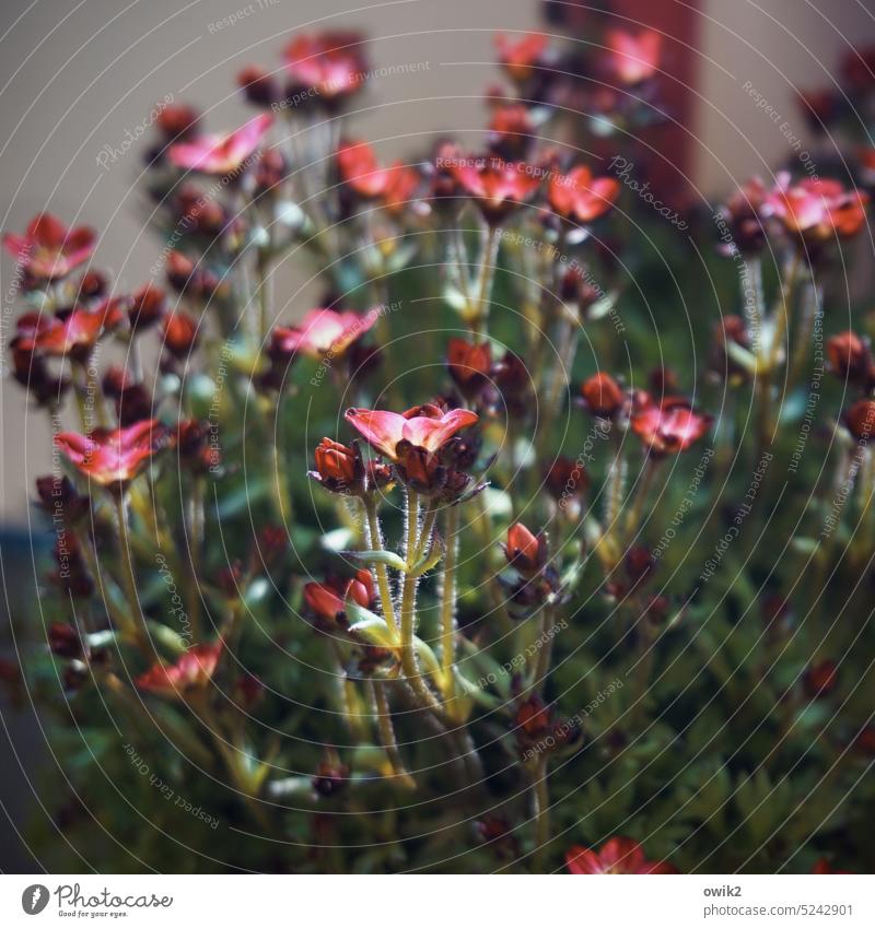 growth spurt stone saxifrage Saxifragaceae Flower blossoms Plant sea of blossoms Blossom Garden Spring Exterior shot Macro (Extreme close-up) Colour photo