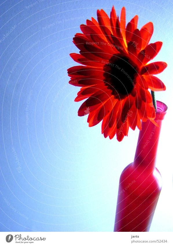 bottle flower Flower Red Bottle Blue jarts Shadow