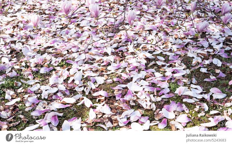 Magnolia flowers on the meadow Park Blossoming Tree Branch Outdoors Japan Japanese Gardening Sun Pink heyday Blossom leave Magnolia blossom magnolia