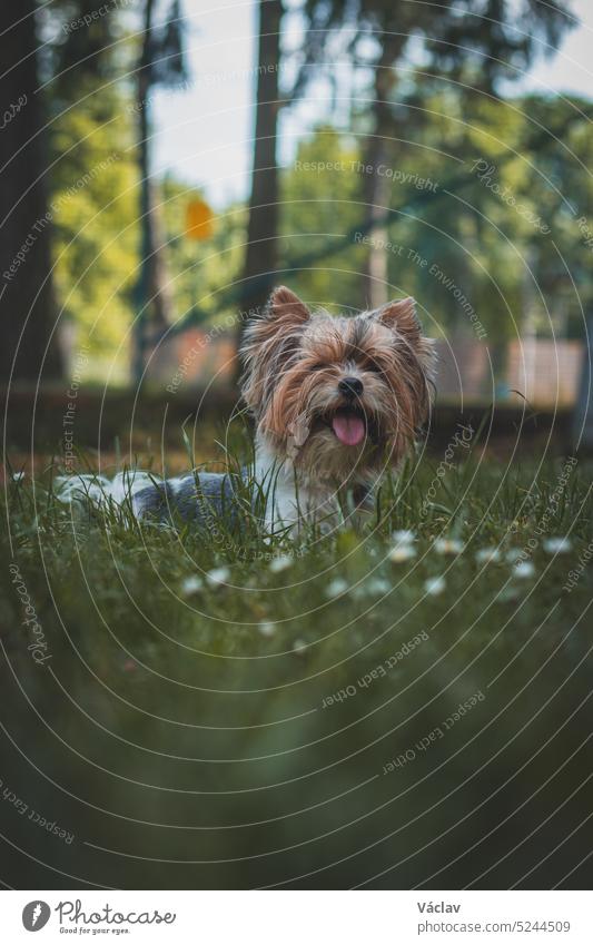 Portrait of Biewer terrier lying with tongue out in grass and flowers. Happy four-legged pet enjoying being in nature. Love between pet and human