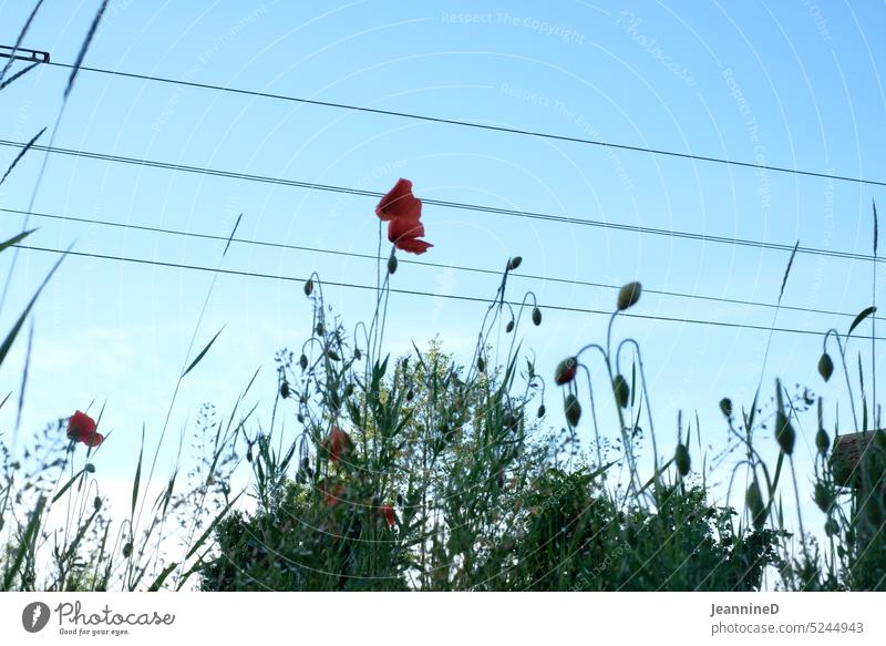 Poppies in front of tram ropes Poppy Corn poppy urban Summer Plant Blue sky Nature Roadside Tram against the sky power line Exterior shot urbanity Poppy blossom