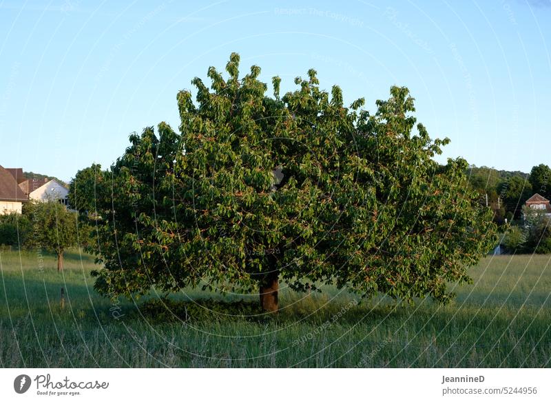 a tree on a meadow Tree Nature Perfect Day Summer Apple tree Environment Landscape Meadow Exterior shot Beautiful weather Green Field Village idyllically