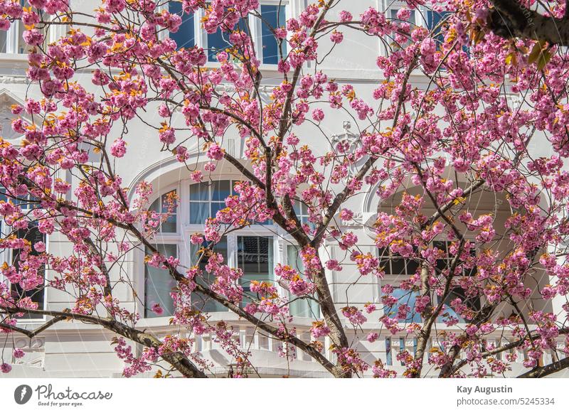 Japanese cherry blossom cherry blossom time Spring Old town Bonn Town north rhine westphalia cherry tree japanese flowering cherries bonner quarter