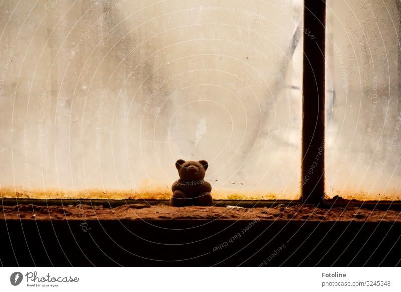 A little teddy bear sits on a dirty window sill, in front of completely filthy windows. lost places Old Decline Transience Broken Derelict Change