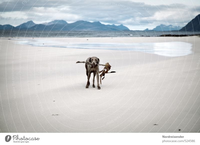 Sticks were made of.... Life Adventure Far-off places Beach Ocean Landscape Elements Sand Water Clouds Weather Mountain Coast Animal Dog Walking Cool (slang)