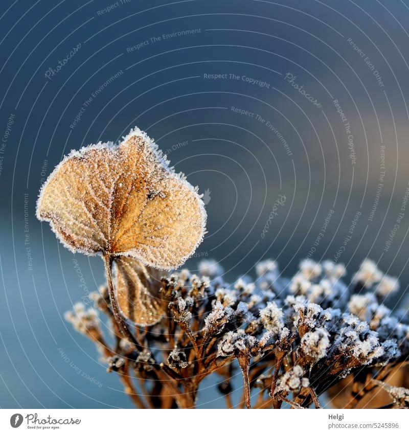 dried up flower of plate hydrangea with hoarfrost in sunlight Hydrangea plate hortensia Blossom Blossom leave Shriveled Hoar frost chill Winter Cold Frost Ice