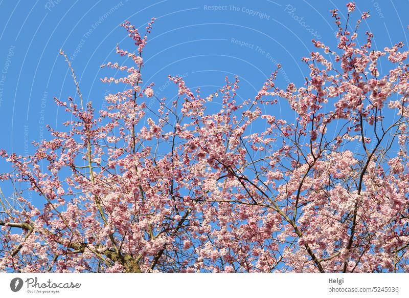 Spring - flowering ornamental cherry against blue sky cherry blossom Ornamental cherry Blossom Tree twigs Sky Nature Blossoming Plant Deserted Colour photo