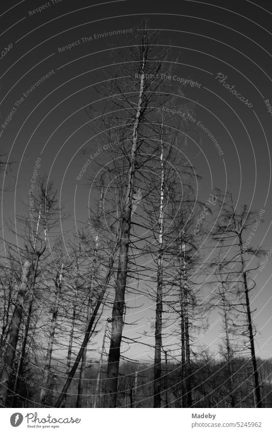 Old pine trees on the slope of the Tönsberg in sunshine on the Hermannsweg in Oerlinghausen near Bielefeld in the Teutoburg Forest in East Westphalia-Lippe, photographed in neo-realistic black and white