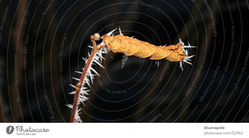 cactus Ice Frost Leaf Thin Cold Thorny Gloomy Brown Hoar frost Branch Shriveled Colour photo Night Flash photo Limp Rolled Change Deserted Detail Stalk