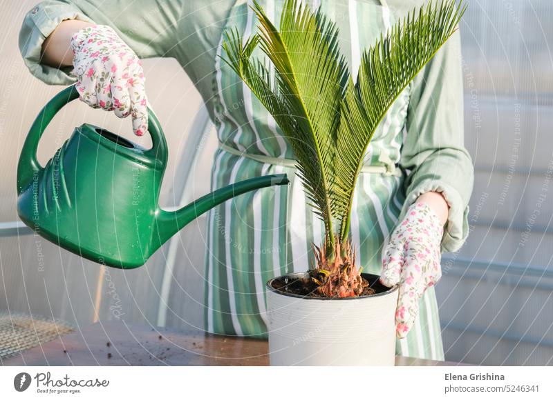 Tropical plant Cycas revoluta in a white pot. Gardener watering from a watering can Japanese sago palm. Zykas Palm tree Palm of the hand indoors Hip & trendy