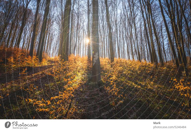 Spring sunlights through the trees in the forest, Bakony Forest in Hungary sunshine woodland foliage spring travel park environment landscape natural sunny