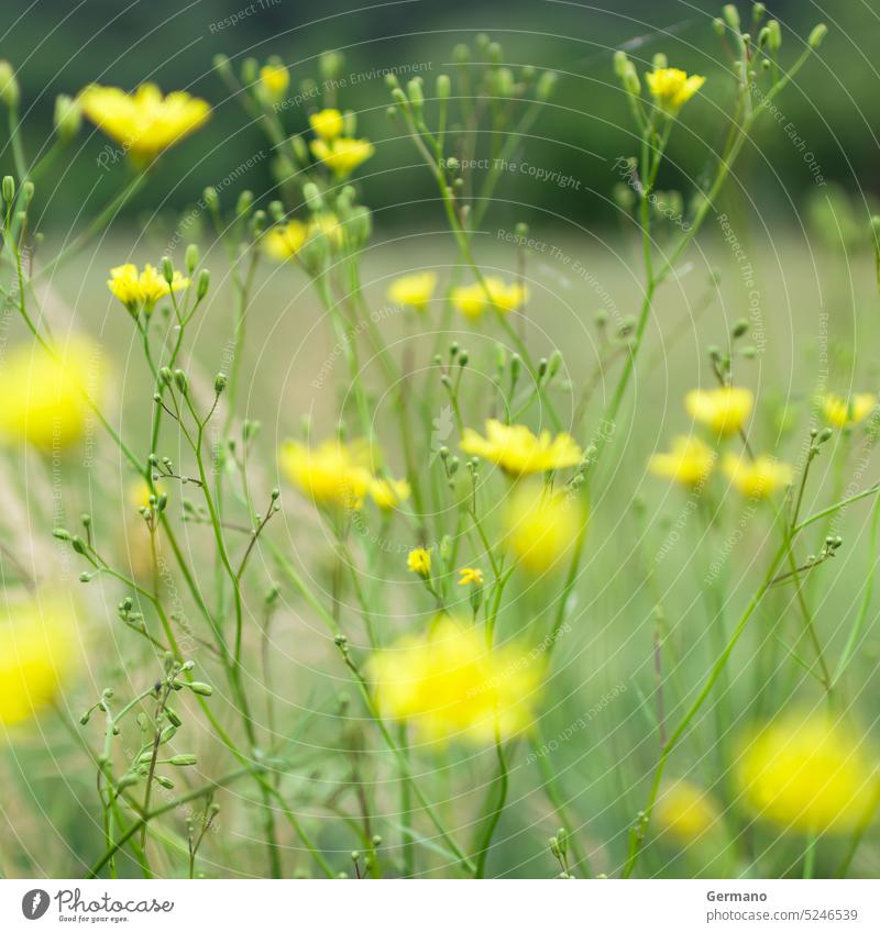 Field in bloom background beautiful blooming blossom blur blurred closeup environment field flora floral flower garden grass green grow growth lawn leaf light