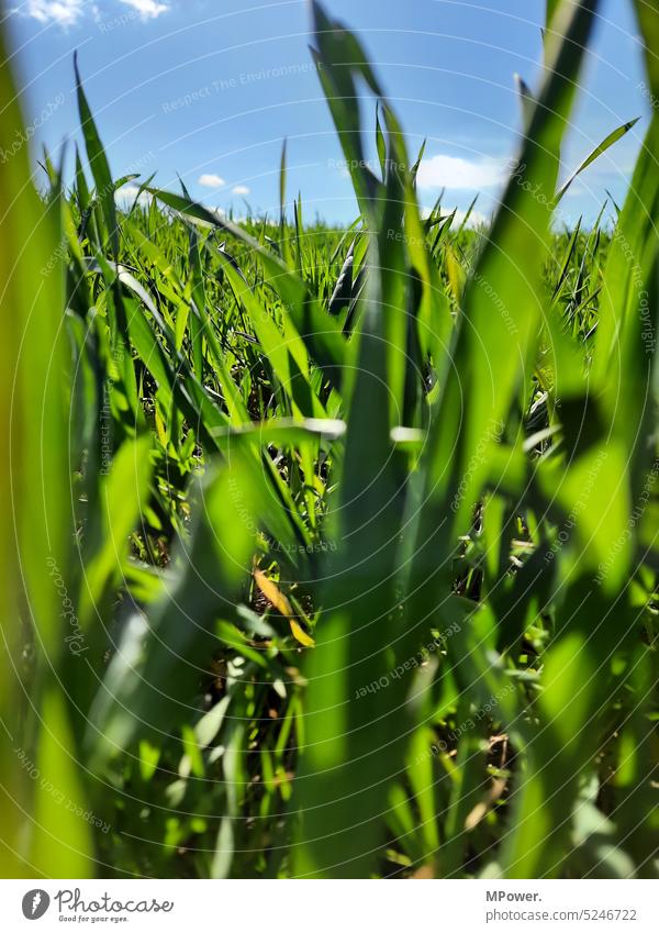 with the eyes of an ant Green Field Grass Blue sky Plant Summer Landscape Beautiful weather Deserted Nature Meadow Environment Sky Day Colour photo