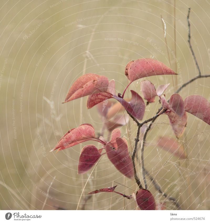 Farewell to summer Autumn Goodbye leaves Twig grasses Deserted