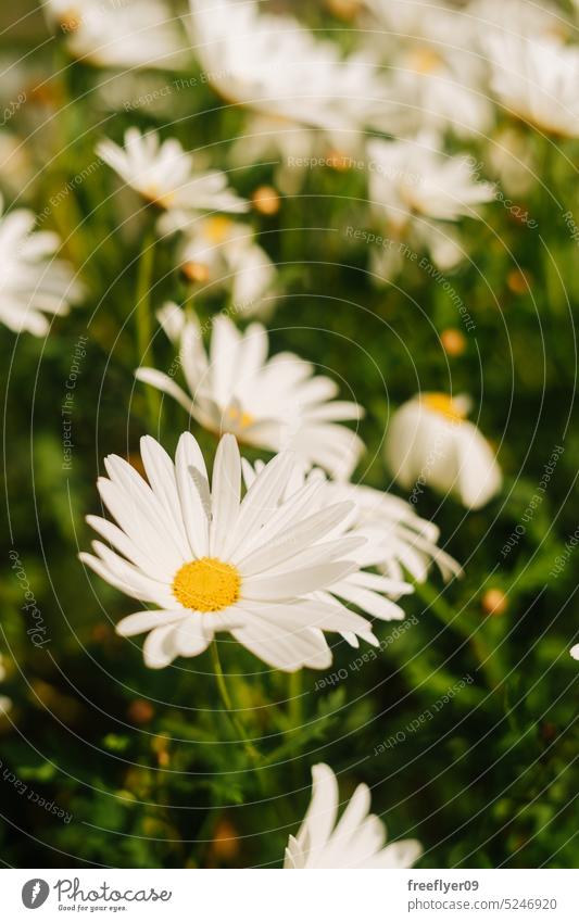 White daisies grouped on a single scrub white flowers summer close up copy space plants flora outside health park relax spring meadow easter conservation