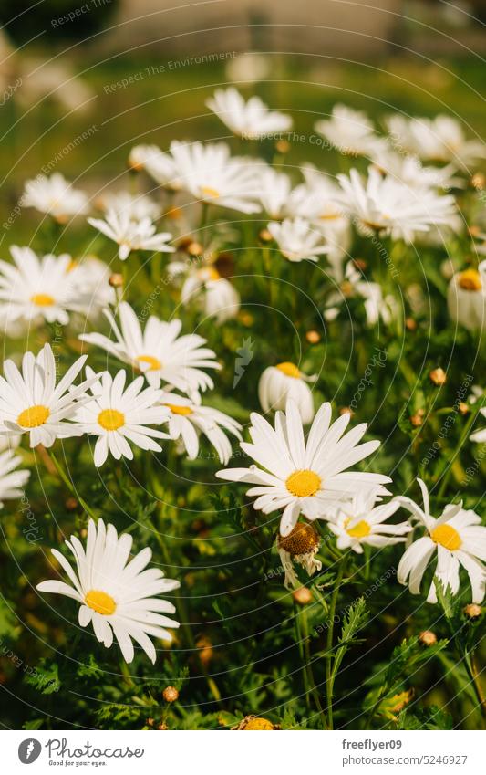 White daisies grouped on a single scrub white flowers summer close up copy space plants flora outside health park relax spring meadow easter conservation