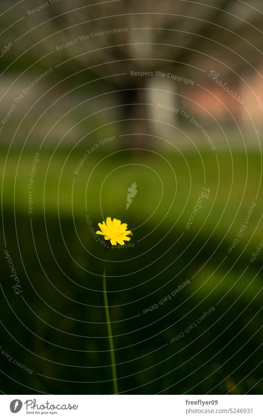 Yellow dandelion flower against grass yellow alone copy space blowball beauty nature summer season meadow sunny spring closeup blossom pollinate antennae nectar