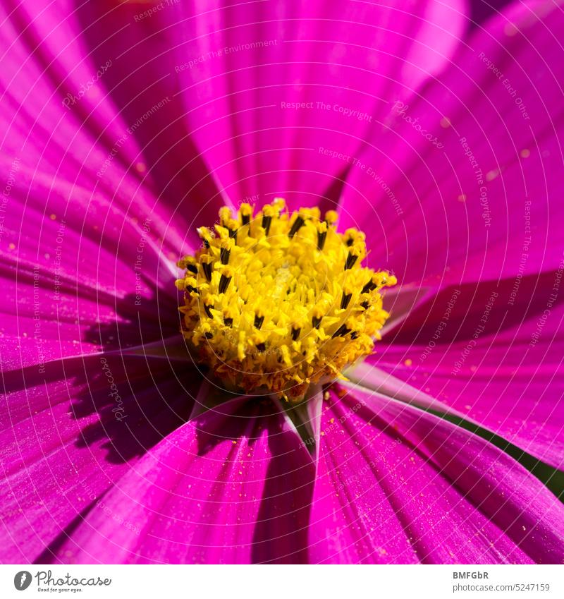 Bright magenta petals and yellow pistil of jewel basket flower pink Yellow Pollen Nectar Cosmea Cosmea flower detail Flower Park Garden Flowerbed