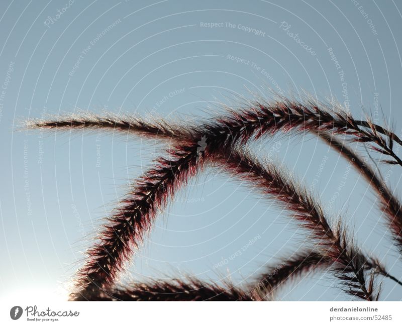 in the wind Bend Life Autumn Autumnal colours Moody Cold Flower Movement Waves Rye Field Agriculture Nutrition Wheat Oats Grain Wind Nature Sun Plant Action