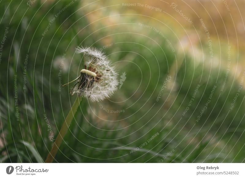 dandelion green meadow summer grass plant spring nature background field beautiful season sunny blowball seed fresh light wind flora natural beauty closeup