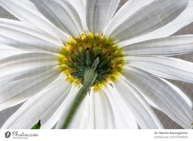 Meow; Argyranthemum, shrub marguerite, inflorescence from the back, light penetrating the ray florets. Shrub Daisy From the back blossom transmitted