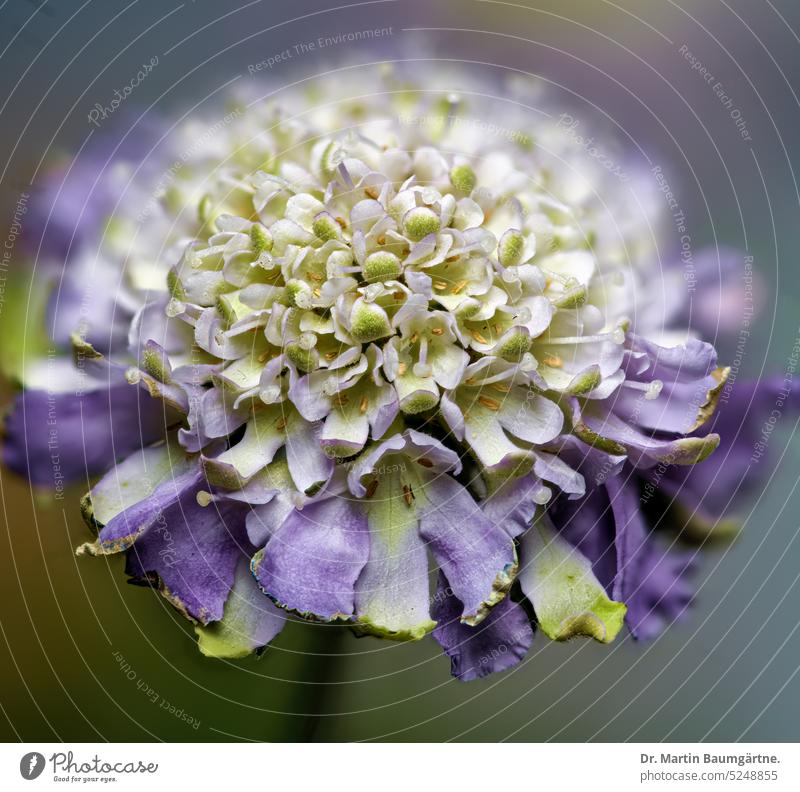 Scabiosa, widow flower, inflorescence in very large size scabiosis scabiosa witch flower variety Garden form blossom shrub enduring short-lived