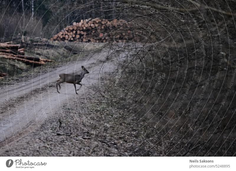 Deer on forest road. Piles of cut tree logs. animal deer deforestation mess sawn timber lumber industry shame sorry disaster timber industry wood management