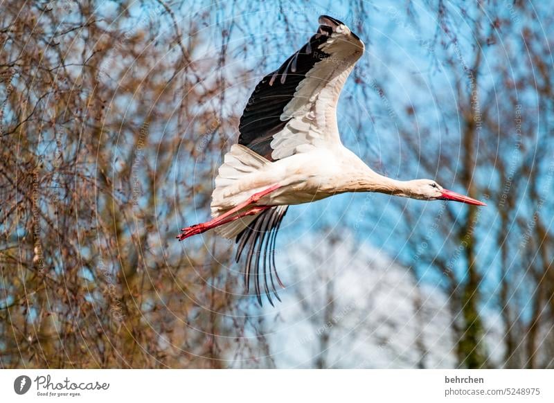 Little children come Branches and twigs Nature Animal pretty Majestic flight Animal protection plumage feathers Sky Wild animal Bird Grand piano Stork Flying