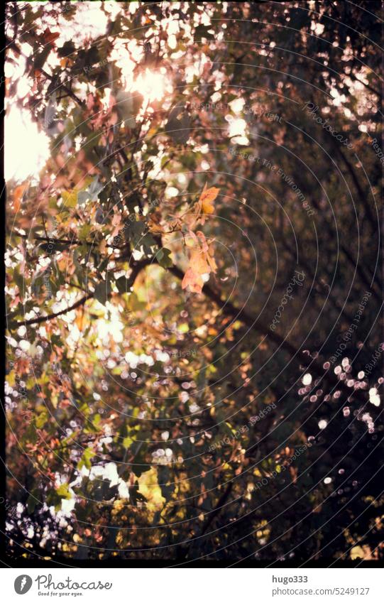 Leaf rustling in autumn Autumn Autumn leaves Autumnal autumn mood Seasons autumn colours foliage Autumn Season Nature Transience Autumnal colours Colour photo