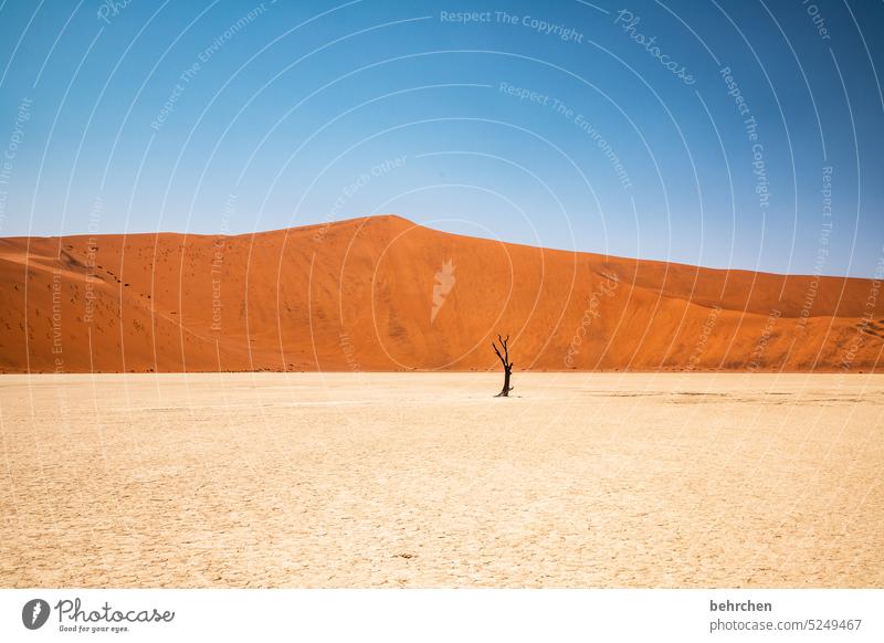 parallel world | completely surreal on one's own Tree dead tree Sossusvlei Exterior shot Sesriem Sand Desert Africa Namibia Far-off places Wanderlust travel