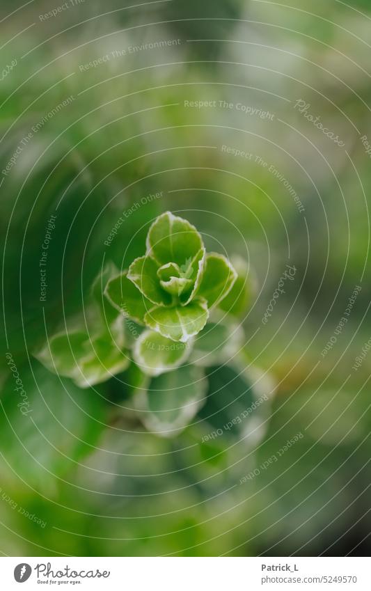 A green plant in the foreground the background is out of focus. Leaf Plant blurriness bokeh Structures and shapes Portrait format Free space Depth of field