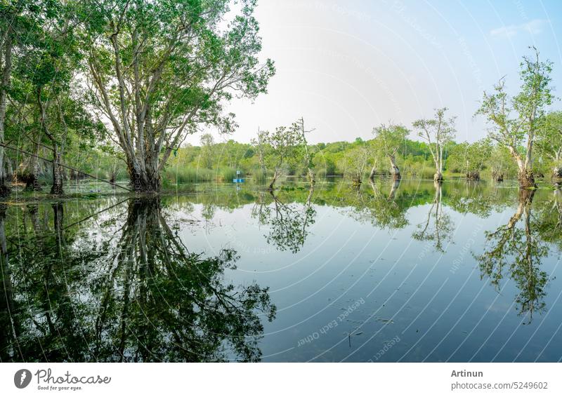 White samet or cajuput trees in wetlands forest with reflections in water. Greenery botanic garden. Freshwater wetland. Beauty in nature. Body of water. Green forest in wetland. World environment day.