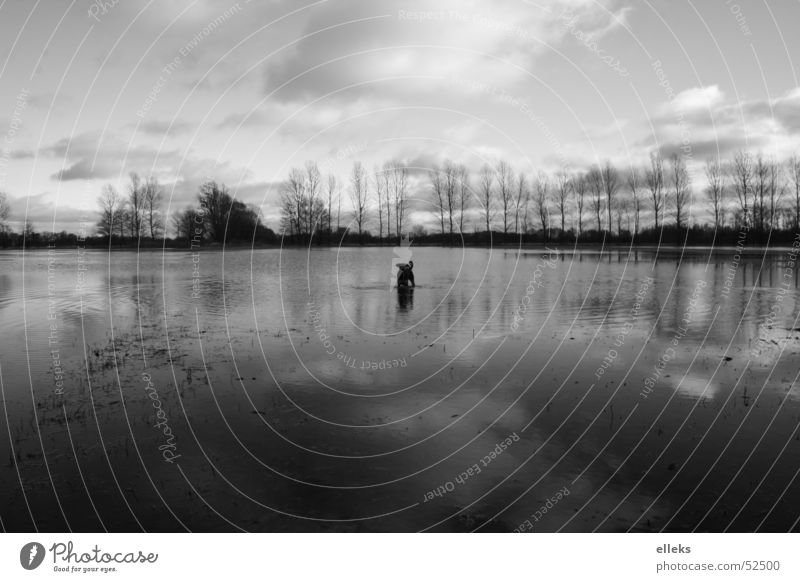 Land under dog Meadow Clouds Dog Wide angle Rainwater Tree Midday Spreewald Water Sky spieglung Black & white photo eos 350d elleks alexander lux Deluge